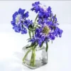 Scabiosa Fama Blue Live Plug Plant - Starter for Garden, 1-3 Inch Tall - Image 1