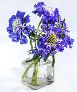 Scabiosa Fama Blue Live Plug Plant - Starter for Garden, 1-3 Inch Tall - Image 1