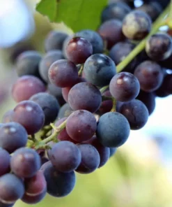 Seedless Grape Live Starter Plant - Purple Grapes, Sweet Berries, 6-8 Inch Tall, 4 Inch Pot - Image 2