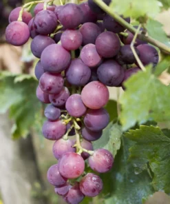 Seedless Grape Live Starter Plant - Purple Grapes, Sweet Berries, 6-8 Inch Tall, 4 Inch Pot - Image 3