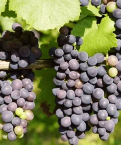 Seedless Grape Live Starter Plant - Purple Grapes, Sweet Berries, 6-8 Inch Tall, 4 Inch Pot - Image 4