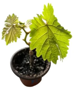 Seedless Grape Live Starter Plant - Purple Grapes, Sweet Berries, 6-8 Inch Tall, 4 Inch Pot - Image 5