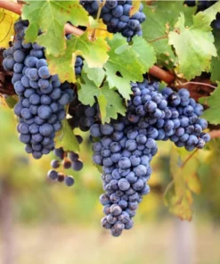 Seedless Grape Live Starter Plant - Purple Grapes, Sweet Berries, 6-8 Inch Tall, 4 Inch Pot - Image 1