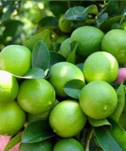 Seedless Lemon Tree Live Plant – 3 Ft Tall in 5 Gal Pot – Grafted Dwarf Fruit Plant - Image 2