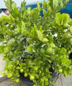 Seedless Lemon Tree Live Plant – 3 Ft Tall in 5 Gal Pot – Grafted Dwarf Fruit Plant - Image 4