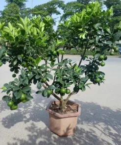 Seedless Lemon Tree Live Plant – 3 Ft Tall in 5 Gal Pot – Grafted Dwarf Fruit Plant - Image 6