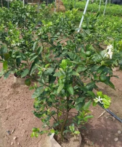 Seedless Lemon Tree Live Plant – 3 Ft Tall in 5 Gal Pot – Grafted Dwarf Fruit Plant - Image 7