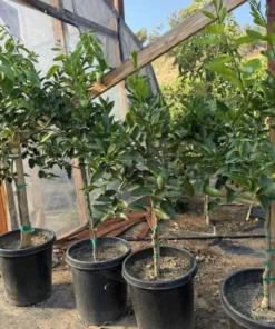 Seedless Lemon Tree Live Plant – 3 Ft Tall in 5 Gal Pot – Grafted Dwarf Fruit Plant - Image 8