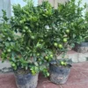Seedless Lemon Tree Live Plant – 3 Ft Tall in 5 Gal Pot – Grafted Dwarf Fruit Plant - Image 1