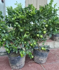 Seedless Lemon Tree Live Plant – 3 Ft Tall in 5 Gal Pot – Grafted Dwarf Fruit Plant - Image 1