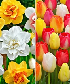Set 10 Tulip & Daffodil Bulbs Mix - Colorful Early Spring Flowers for Outdoors - Image 2
