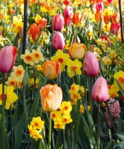 Set 10 Tulip & Daffodil Bulbs Mix - Colorful Early Spring Flowers for Outdoors - Image 3