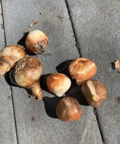 Set 10 Tulip & Daffodil Bulbs Mix - Colorful Early Spring Flowers for Outdoors - Image 6