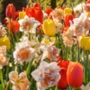 Set 10 Tulip & Daffodil Bulbs Mix - Colorful Early Spring Flowers for Outdoors - Image 1