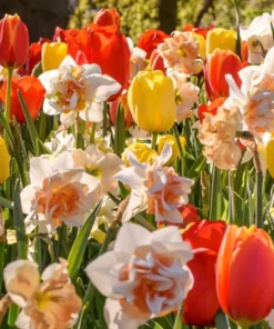 Set 10 Tulip & Daffodil Bulbs Mix - Colorful Early Spring Flowers for Outdoors - Image 1