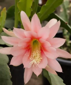 Set 2 Salmon Epiphyllum Orchid Cactus Live Starter Plants, 4 inch Pot, 6-8 Inch Tall - Image 2