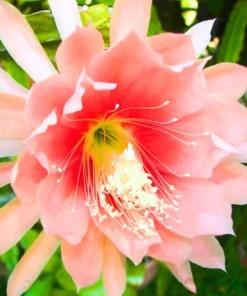 Set 2 Salmon Epiphyllum Orchid Cactus Live Starter Plants, 4 inch Pot, 6-8 Inch Tall - Image 3