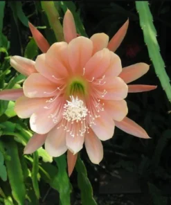 Set 2 Salmon Epiphyllum Orchid Cactus Live Starter Plants, 4 inch Pot, 6-8 Inch Tall - Image 4