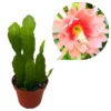 Set 2 Salmon Epiphyllum Orchid Cactus Live Starter Plants, 4 inch Pot, 6-8 Inch Tall - Image 1