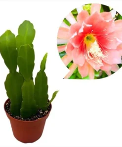 Set 2 Salmon Epiphyllum Orchid Cactus Live Starter Plants, 4 inch Pot, 6-8 Inch Tall - Image 1