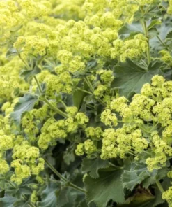 Set of 2 Alchemilla Thriller Live Starter Plants, 1-3" Tall, Hardy Perennial Lady's Mantle - Image 2