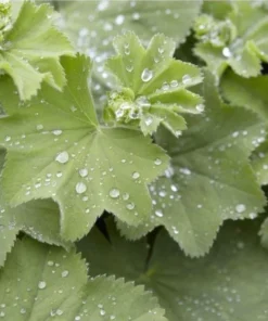 Set of 2 Alchemilla Thriller Live Starter Plants, 1-3
