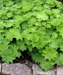 Set of 2 Alchemilla Thriller Live Starter Plants, 1-3