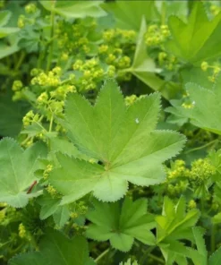Set of 2 Alchemilla Thriller Live Starter Plants, 1-3