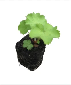 Set of 2 Alchemilla Thriller Live Starter Plants, 1-3