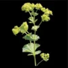 Set of 2 Alchemilla Thriller Live Starter Plants, 1-3" Tall, Hardy Perennial Lady's Mantle - Image 1
