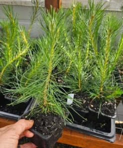 Set of 2 Austrian Pine Live Christmas Trees, 4-6 Inch Tall, 4 Inch Pot, Indoor/Outdoor Evergreen Plants - Image 3