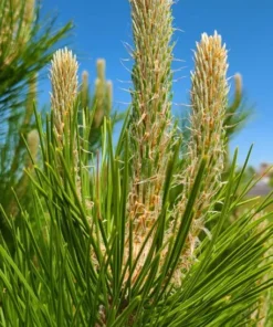 Set of 2 Austrian Pine Live Christmas Trees, 4-6 Inch Tall, 4 Inch Pot, Indoor/Outdoor Evergreen Plants - Image 5