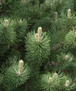 Set of 2 Austrian Pine Live Christmas Trees, 4-6 Inch Tall, 4 Inch Pot, Indoor/Outdoor Evergreen Plants - Image 6