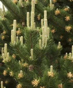 Set of 2 Austrian Pine Live Christmas Trees, 4-6 Inch Tall, 4 Inch Pot, Indoor/Outdoor Evergreen Plants - Image 1