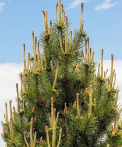 Set of 2 Austrian Pine Live Christmas Trees, 4-6 Inch Tall, 4 Inch Pot, Indoor/Outdoor Evergreen Plants - Image 7