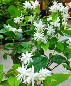 Set of 2 Belle of India Jasmine Live Plants - Jasminum Sambac, 5-8