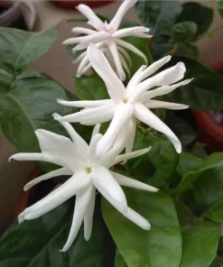 Set of 2 Belle of India Jasmine Live Plants - Jasminum Sambac, 5-8
