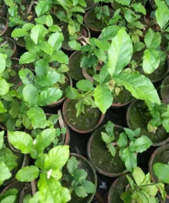 Set of 2 Belle of India Jasmine Live Plants - Jasminum Sambac, 5-8