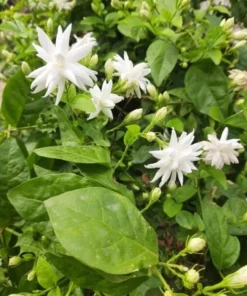 Set of 2 Belle of India Jasmine Live Plants - Jasminum Sambac, 5-8