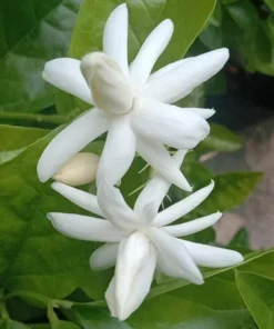Set of 2 Belle of India Jasmine Live Plants - Jasminum Sambac, 5-8