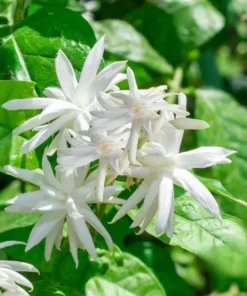 Set of 2 Belle of India Jasmine Live Plants - Jasminum Sambac, 5-8