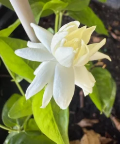 Set of 2 Belle of India Jasmine Live Plants - Jasminum Sambac, 5-8