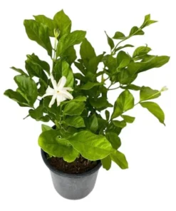 Set of 2 Belle of India Jasmine Live Plants - Jasminum Sambac, 5-8" Tall, Fragrant White Flowers - Image 1
