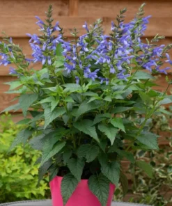 Set of 2 Blue Salvia Live Plants - Fragrant Blue Sage Flowers 4-8 Inch Tall - Image 4