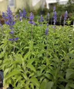 Set of 2 Blue Salvia Live Plants - Fragrant Blue Sage Flowers 4-8 Inch Tall - Image 6