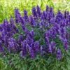 Set of 2 Blue Salvia Live Plants - Fragrant Blue Sage Flowers 4-8 Inch Tall - Image 1