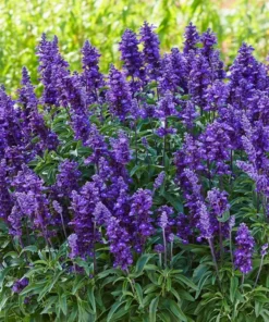 Set of 2 Blue Salvia Live Plants - Fragrant Blue Sage Flowers 4-8 Inch Tall - Image 1