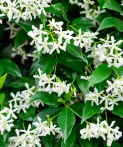 Set of 2 Confederate Jasmine Vine Live Plants, 5-8 Inch Tall, Fragrant White Flowers, Outdoor - Image 2