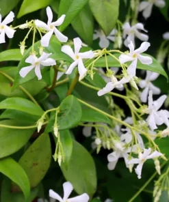 Set of 2 Confederate Jasmine Vine Live Plants, 5-8 Inch Tall, Fragrant White Flowers, Outdoor - Image 5