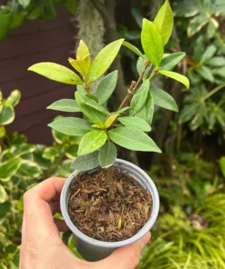 Set of 2 Confederate Jasmine Vine Live Plants, 5-8 Inch Tall, Fragrant White Flowers, Outdoor - Image 6